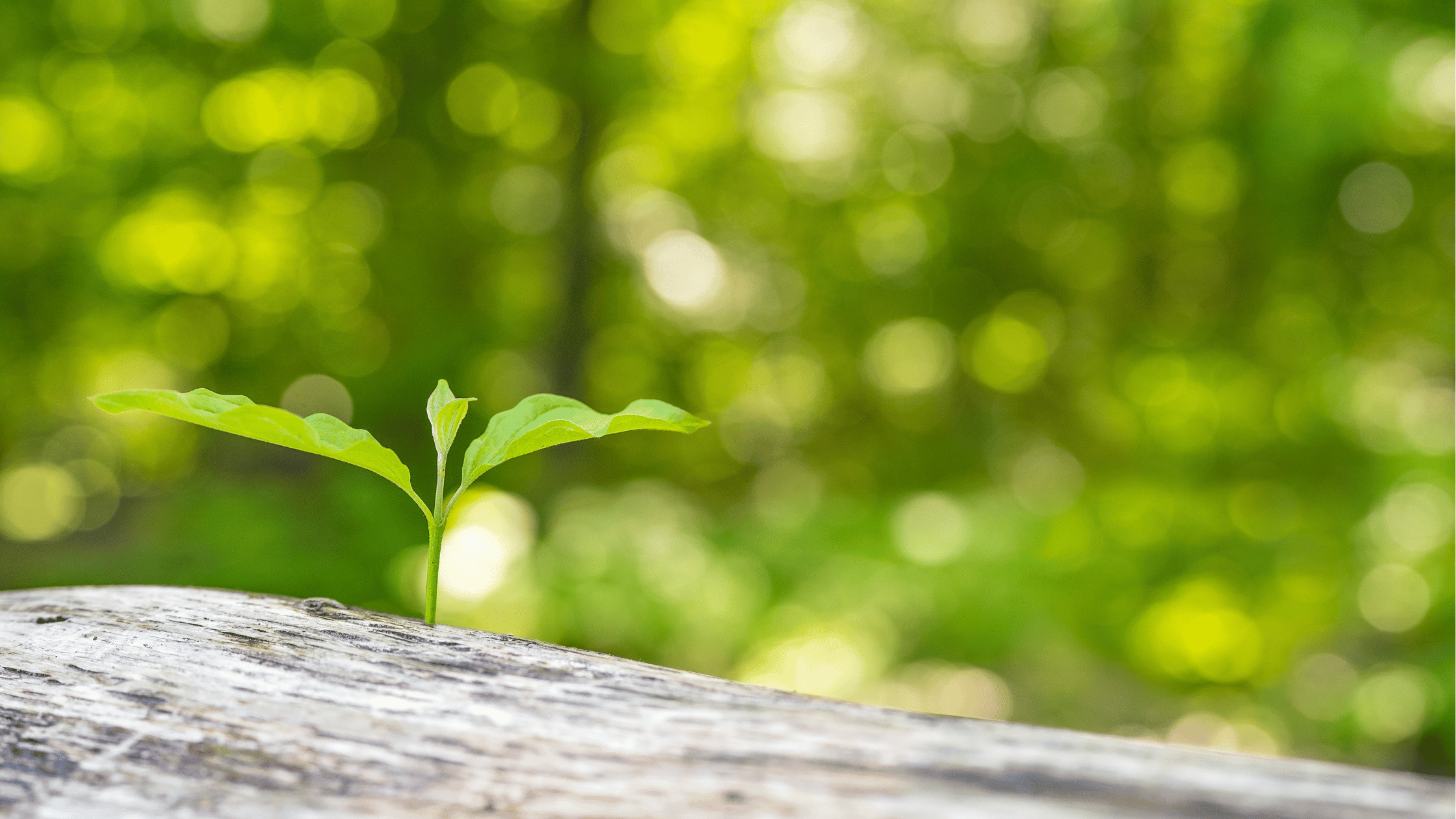 Ditch The Debate Reinvent Yourself Image