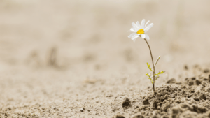 EP2 Building Emotional Resilience