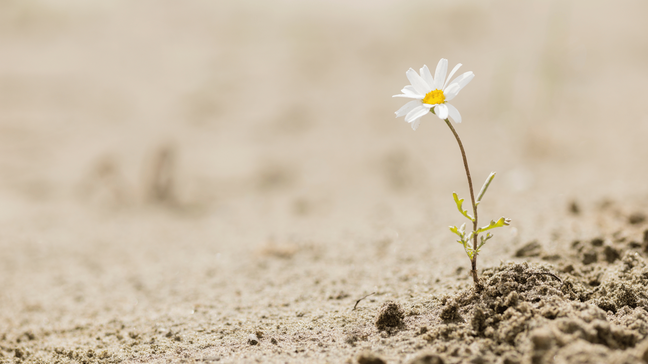 EP2 Building Emotional Resilience