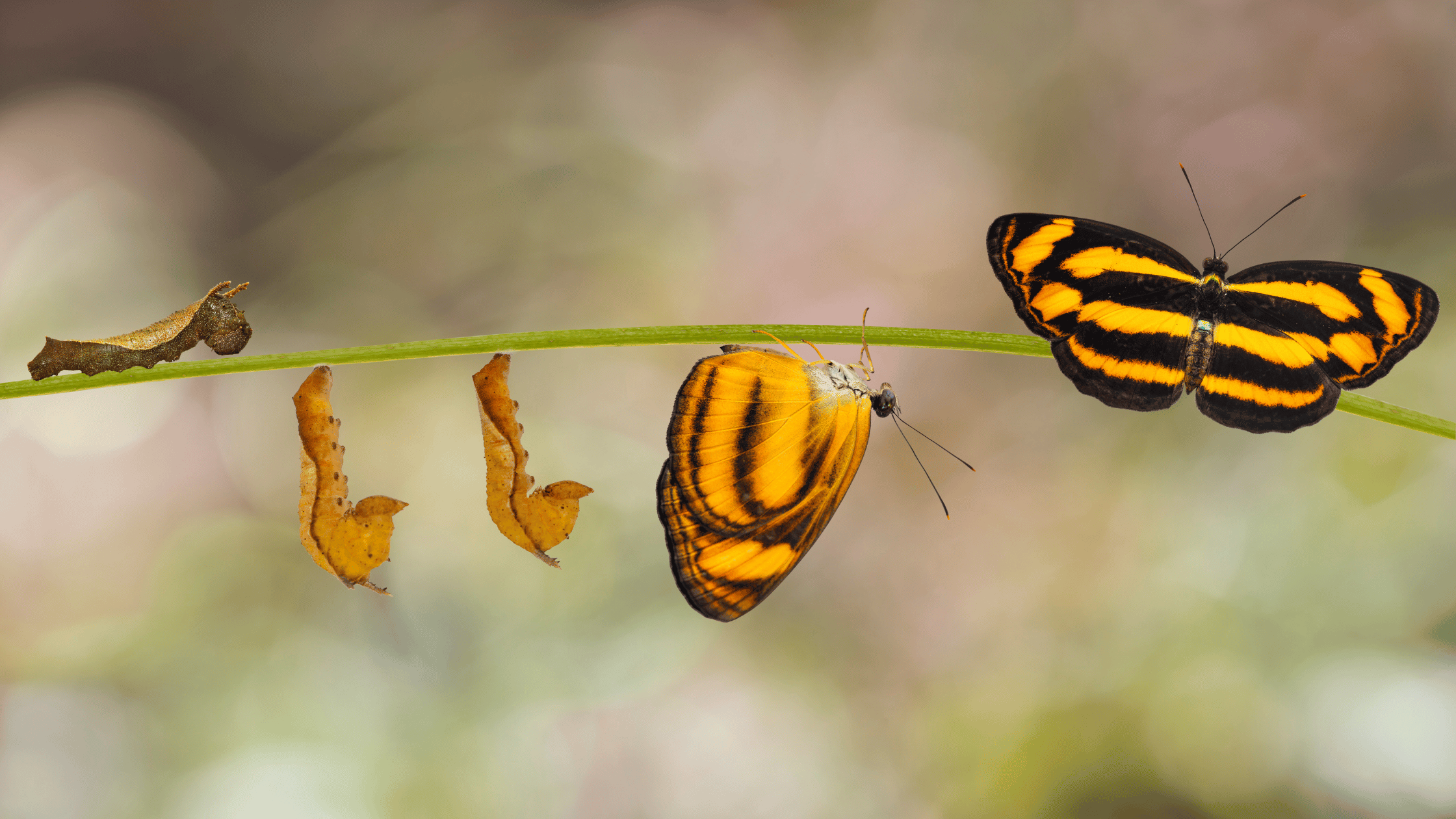 EP2 Overcome Fear and Embrace Change