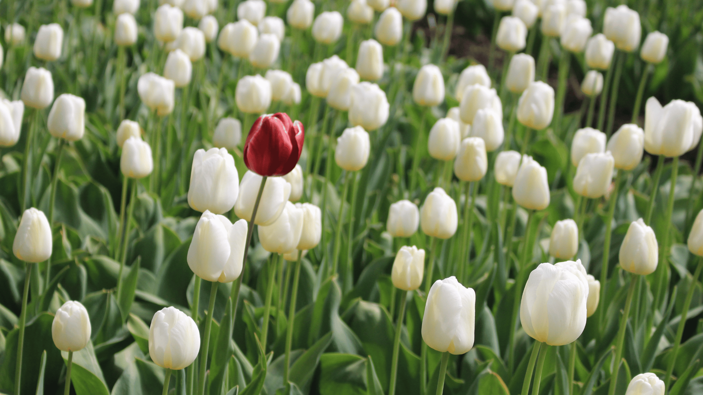 EP5 Embrace Your Uniqueness