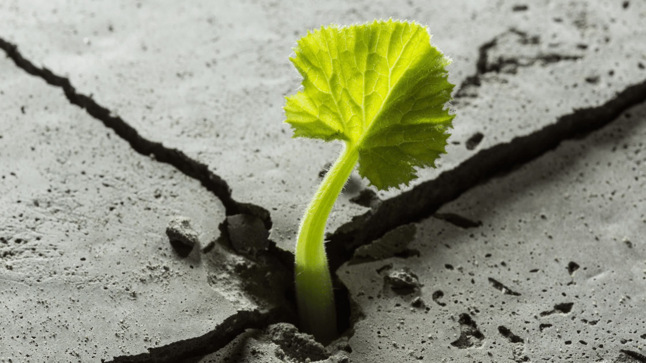 EP7 The Art of Resilience